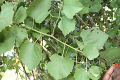 Cissus repanda